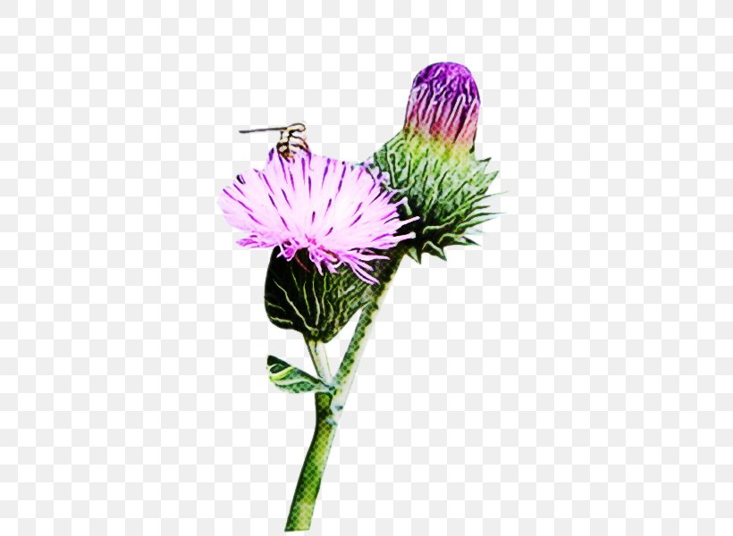 Flower Plant Thistle European Marsh Thistle Burdock, PNG, 600x600px, Flower, Aster, Burdock, Chives, European Marsh Thistle Download Free