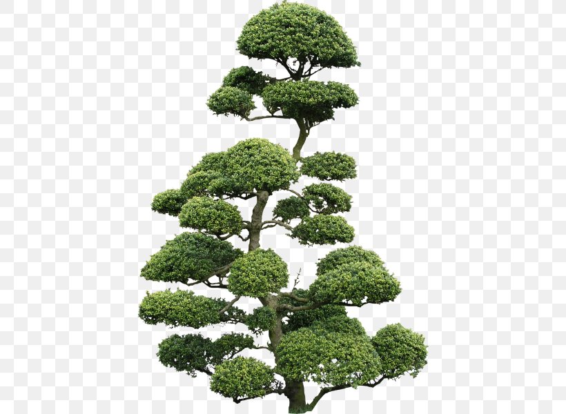 Japanese Holly Bonsai Texture Mapping Cloud Tree, PNG, 422x600px, Japanese Holly, Biome, Bonsai, Chinese Sweet Plum, Cloud Tree Download Free