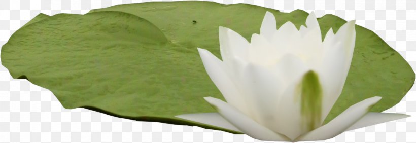 Nelumbo Nucifera Pygmy Water-lily Leaf Clip Art, PNG, 1223x422px, Nelumbo Nucifera, Cut Flowers, Flower, Flowering Plant, Grass Download Free
