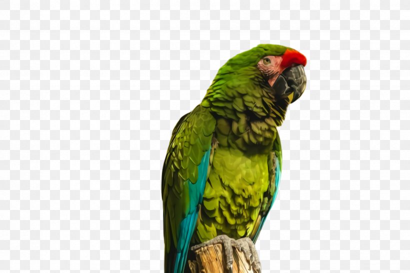 Colorful Background, PNG, 2448x1632px, Parrot, Apple, Apple Ipad Family, Apple Iphone 7 Plus, Apple Iphone 8 Download Free