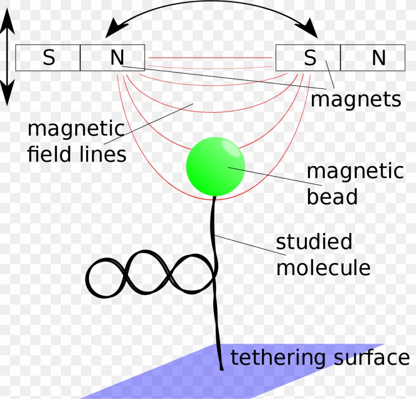 Business Magnetism Magnetic Field Technology Organism, PNG, 1067x1024px, Business, Area, Behavior, Biology, Diagram Download Free