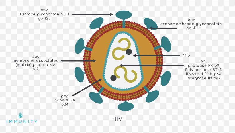 Prevention Of HIV/AIDS HIV Vaccine, PNG, 8075x4575px, Watercolor, Cartoon, Flower, Frame, Heart Download Free