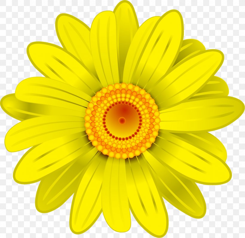 Flower Transvaal Daisy Yellow Clip Art, PNG, 1201x1167px, Flower, Chrysanths, Common Daisy, Daisy, Daisy Family Download Free