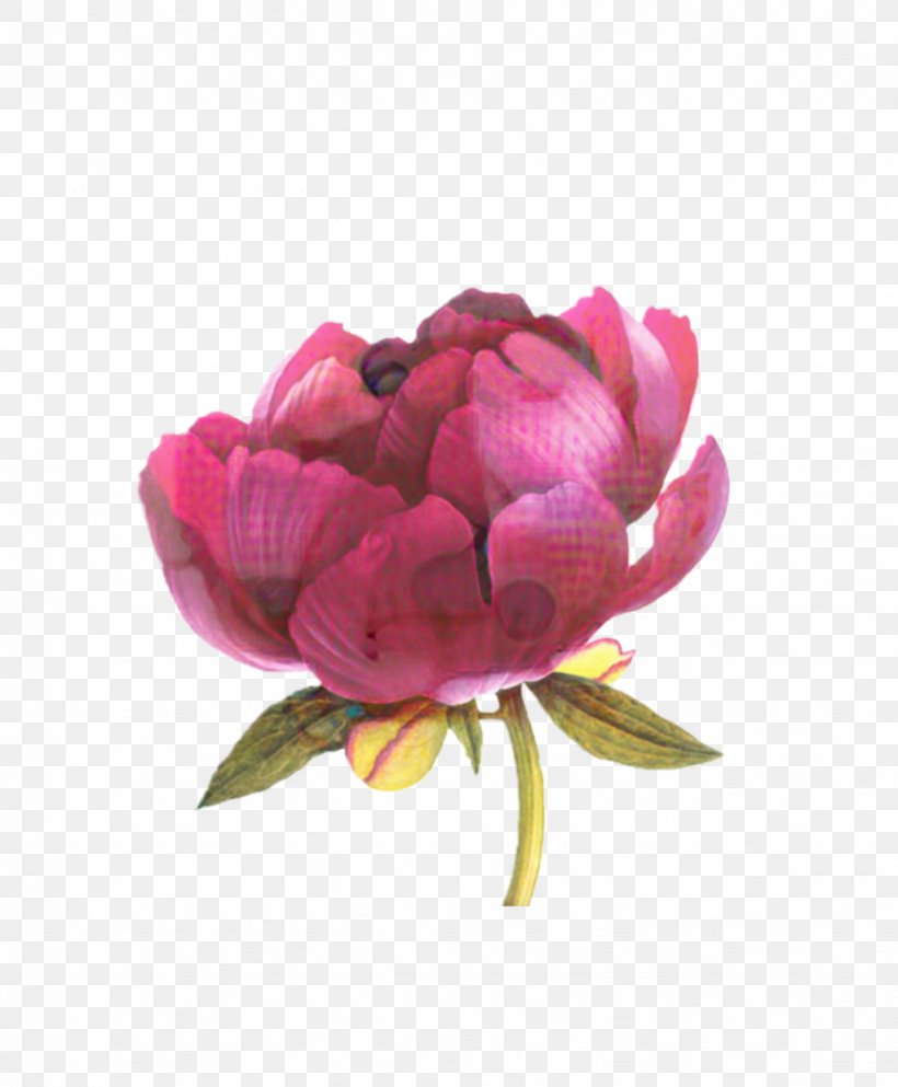 Garden Roses Cabbage Rose Floribunda Cut Flowers Peony, PNG, 1023x1240px, Garden Roses, Bud, Cabbage Rose, Chinese Peony, Common Peony Download Free