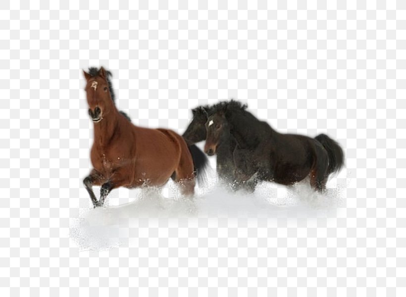 Mustang Stallion Pony Photography, PNG, 600x600px, Mustang, Animal, Black And White, Color, Dog Breed Download Free