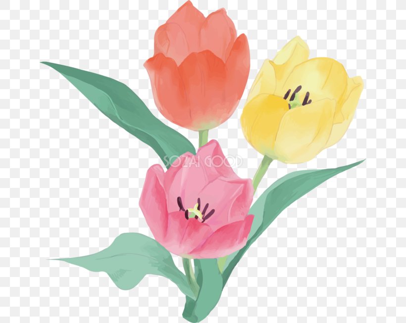 Tulip Floristry Cut Flowers Petal Plant Stem, PNG, 660x653px, Tulip, Cut Flowers, Floristry, Flower, Flowering Plant Download Free