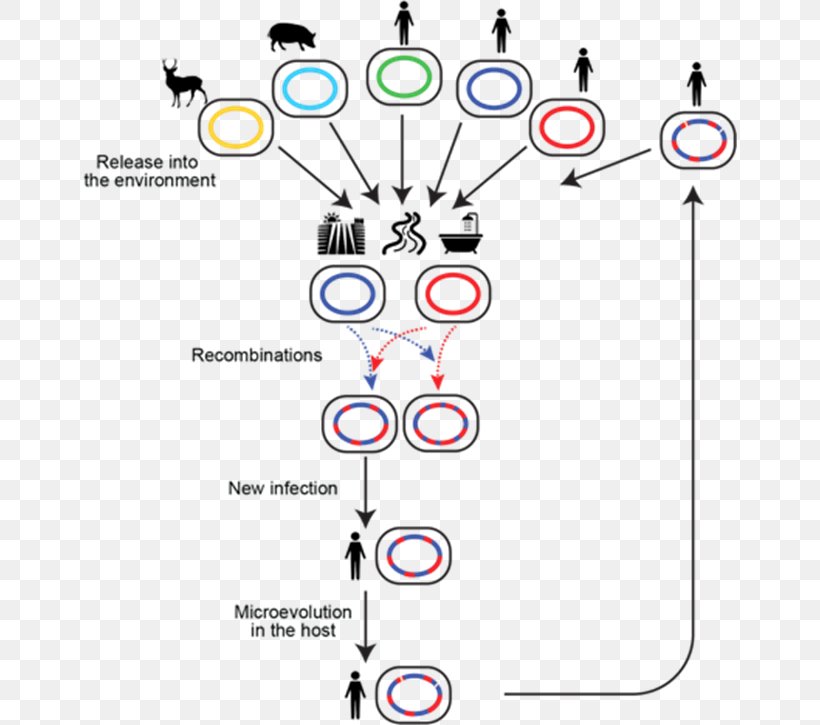 Genetic Recombination Population Genetics Mycobacterium Avium Homologous Recombination, PNG, 654x725px, Genetic Recombination, Adaptation, Area, Bacteria, Diagram Download Free