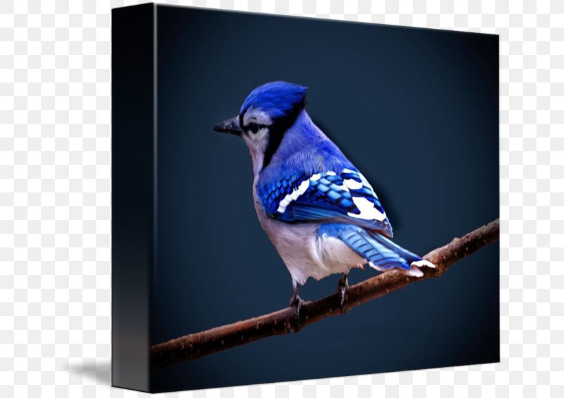 Blue Jay Finch Wren Bluebird Beak, PNG, 650x579px, Blue Jay, Beak, Bird, Blue, Bluebird Download Free