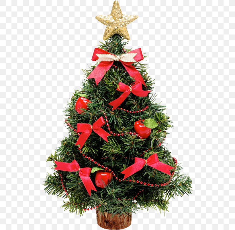 Christmas Tree Rose, PNG, 525x800px, Christmas Tree, Christmas, Christmas Decoration, Christmas Ornament, Conifer Download Free