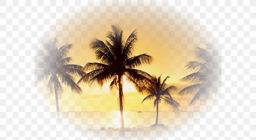 Desktop Wallpaper YouTube Drawing Tree Wallpaper, PNG, 600x450px, Youtube, Arecales, Coconut, Date Palm, Desktop Environment Download Free