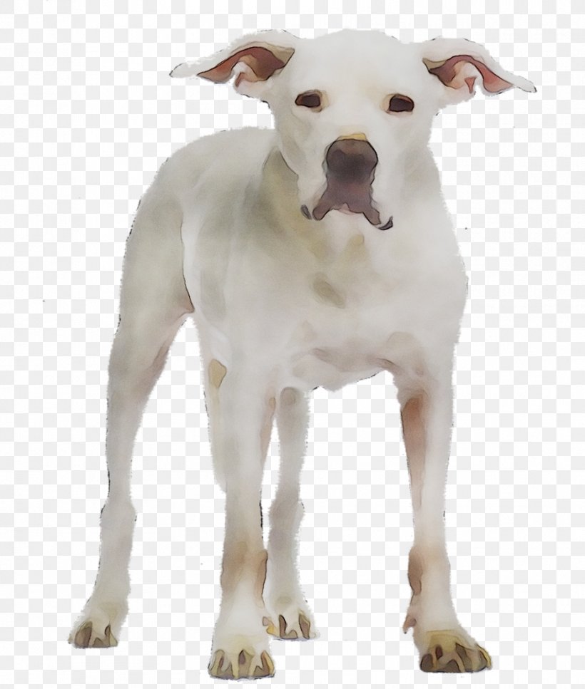 Dogo Argentino Stock Photography Royalty-free Image Argentina, PNG, 931x1099px, Dogo Argentino, Alamy, American Pit Bull Terrier, Argentina, Bull And Terrier Download Free
