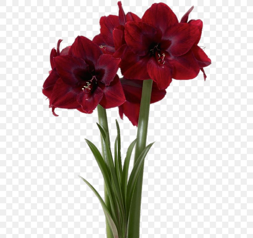 Flowers Background, PNG, 556x773px, Amaryllis, Amaryllis Belladonna, Amaryllis Family, American Meadows, Artificial Flower Download Free