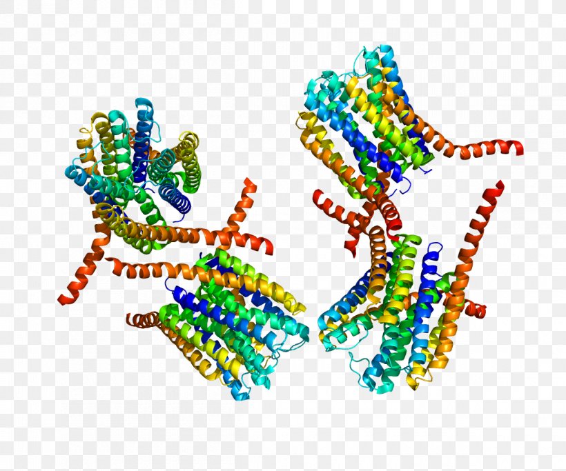 Leukotriene C4 Synthase MAPEG Family, PNG, 1200x1000px, Leukotriene, Art, Body Jewelry, Enzyme, Fashion Accessory Download Free