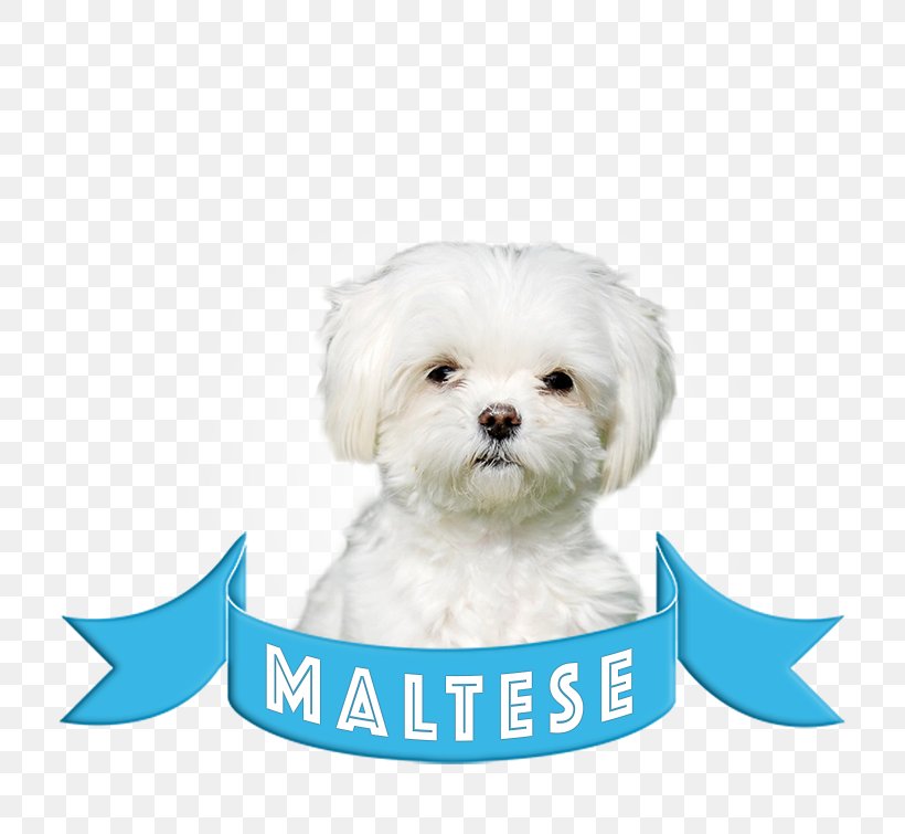 Maltese Dog Bolognese Dog Bichon Frise Havanese Dog Morkie, PNG, 750x755px, Maltese Dog, Bichon, Bichon Frise, Bolognese, Bolognese Dog Download Free