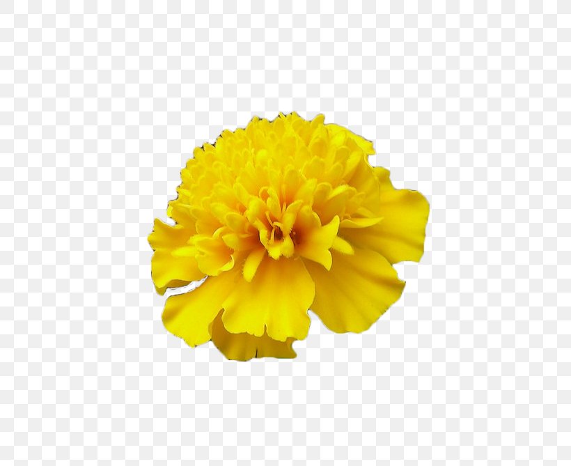 Mexican Marigold Calendula Officinalis Flower, PNG, 789x669px, Mexican Marigold, Calendula, Calendula Officinalis, Chrysanthemum, Chrysanths Download Free