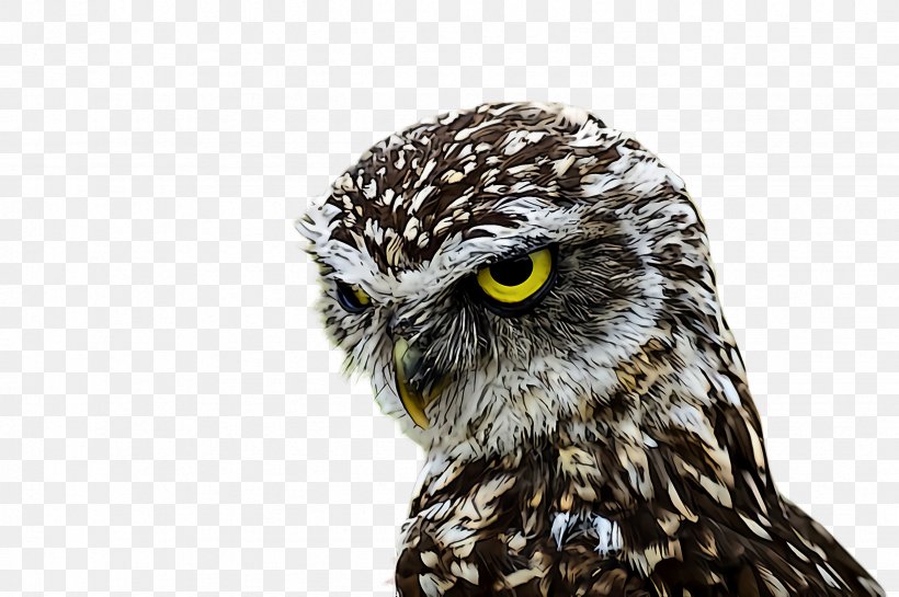 Owl Bird Bird Of Prey Beak Western Screech Owl, PNG, 2452x1632px, Owl, Beak, Bird, Bird Of Prey, Falconiformes Download Free