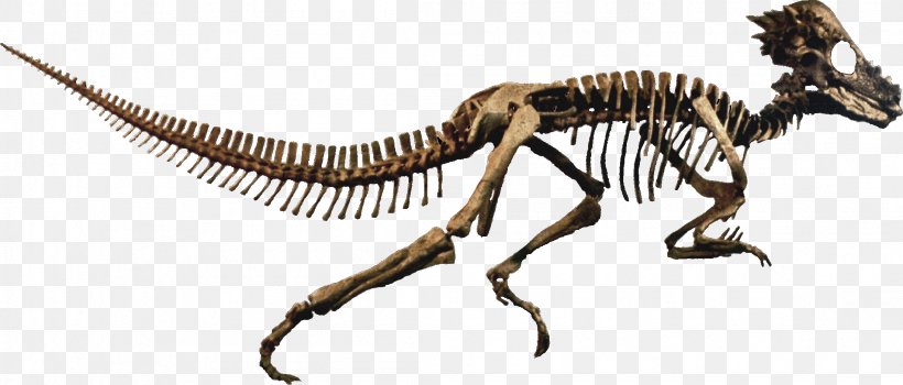 Pachycephalosaurus Stegoceras Late Cretaceous Prenocephale Dracorex, PNG, 2199x941px, Pachycephalosaurus, Animal Figure, Bone, Carnivoran, Dinosaur Download Free