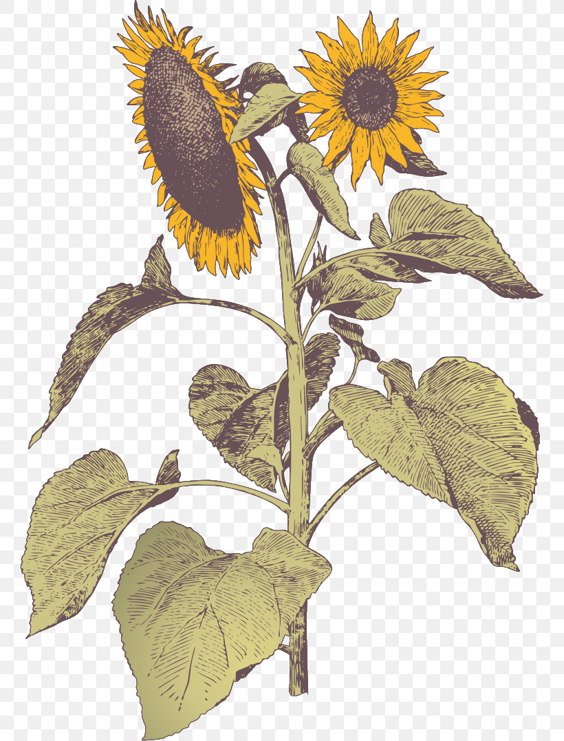 Sunflower, PNG, 761x1077px, Flower, Daisy Family, Leaf, Plant, Sunflower Download Free