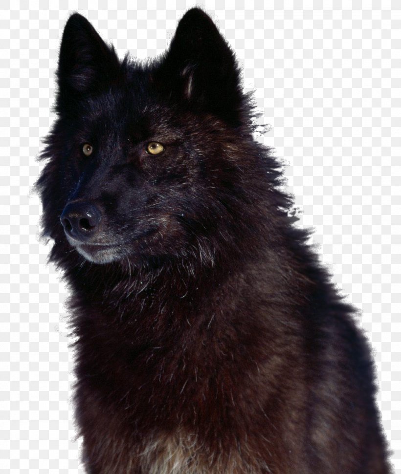 Canadian Eskimo Dog German Spitz Mittel Eurasier Kunming Wolfdog Shiloh Shepherd Dog, PNG, 1014x1200px, Canadian Eskimo Dog, Allposterscom, Alpha, Animal, Art Download Free