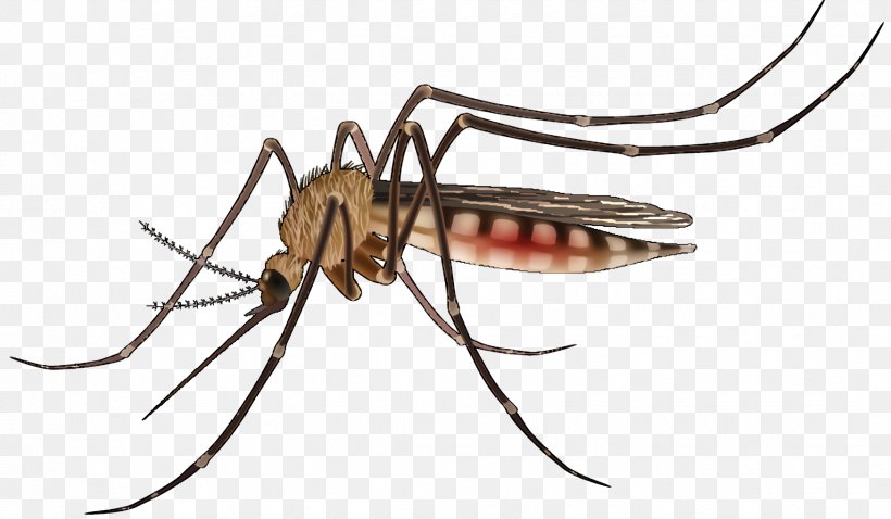 Cartoon Spider, PNG, 1748x1020px, Mosquito, Arachnid, Asian Tiger Mosquito, Dengue Fever, Insect Download Free
