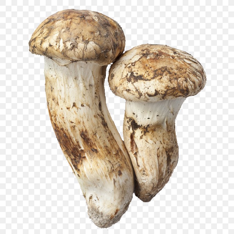 Matsutake Mushroom Photography Royalty-free, PNG, 668x817px, Matsutake, Agaricaceae, Edible Mushroom, Food, Fungus Download Free