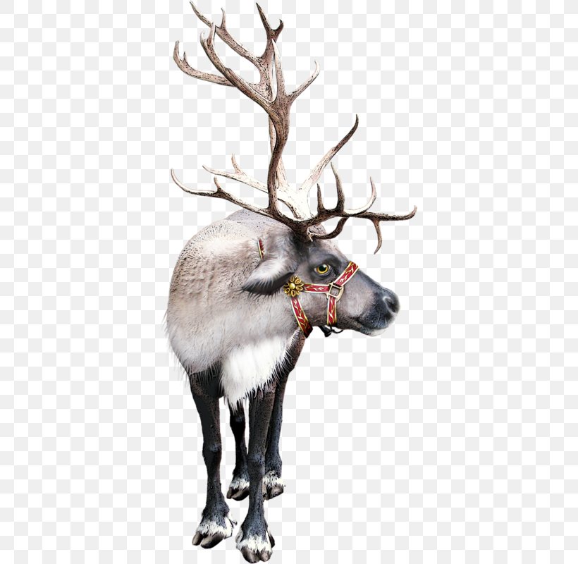 Reindeer Santa Claus Clip Art Christmas Day Vintage Christmas, PNG, 368x800px, Reindeer, Antler, Christmas Day, Deer, Elk Download Free