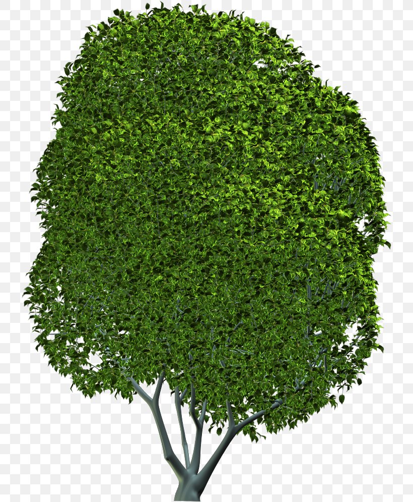 Tree Shrub Evergreen Leaf Herb, PNG, 736x995px, Tree, Evergreen, Grass, Herb, Leaf Download Free