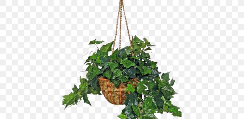 Common Ivy Houseplant Indoor Air Quality Nephrolepis Exaltata, PNG, 400x400px, Common Ivy, Asparagus Densiflorus, Branch, Evergreen, Flowering Plant Download Free