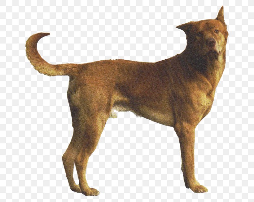 Dog Breed Rare Breed (dog) Phu Quoc Ridgeback Rhodesian Ridgeback Phú Quốc, PNG, 660x650px, Dog Breed, Ancient Dog Breeds, Breed, Breed Group Dog, Carnivoran Download Free