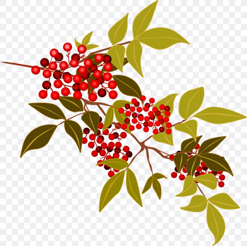 New Year Card Photography Clip Art, PNG, 1500x1495px, New Year Card, Aquifoliaceae, Aquifoliales, Berry, Branch Download Free