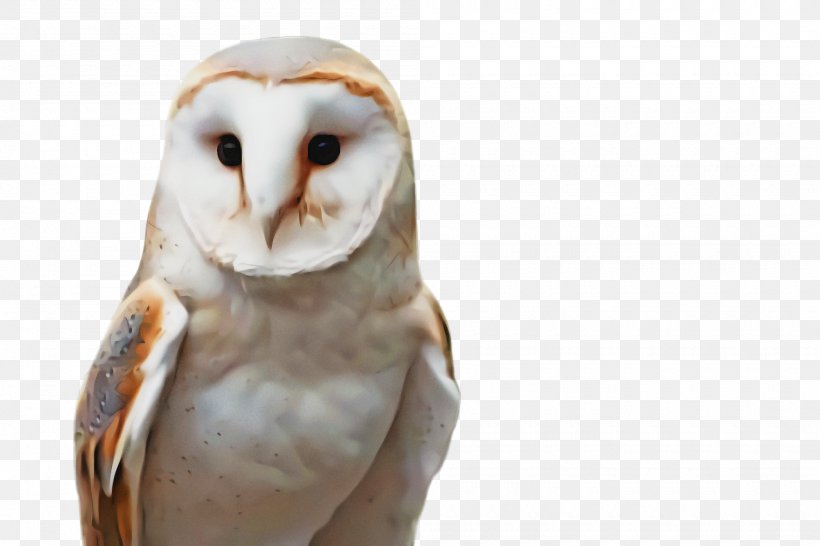 Bird Barn Owl Owl Bird Of Prey Beak, PNG, 2000x1332px, Bird, Barn Owl, Beak, Bird Of Prey, Owl Download Free