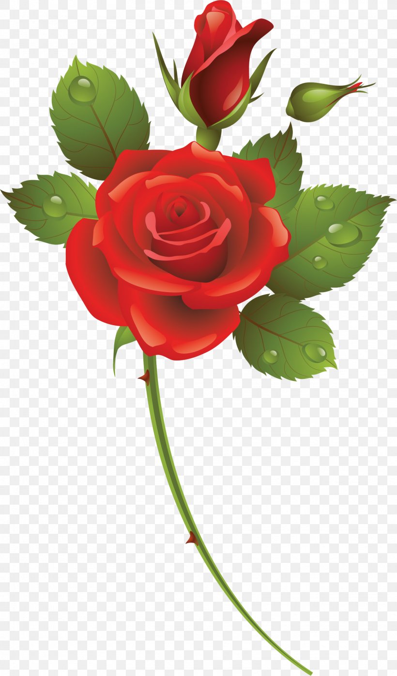 Cut Flowers Garden Roses Centifolia Roses Floribunda, PNG, 1612x2740px, Flower, Bud, Centifolia Roses, Cut Flowers, Floral Design Download Free