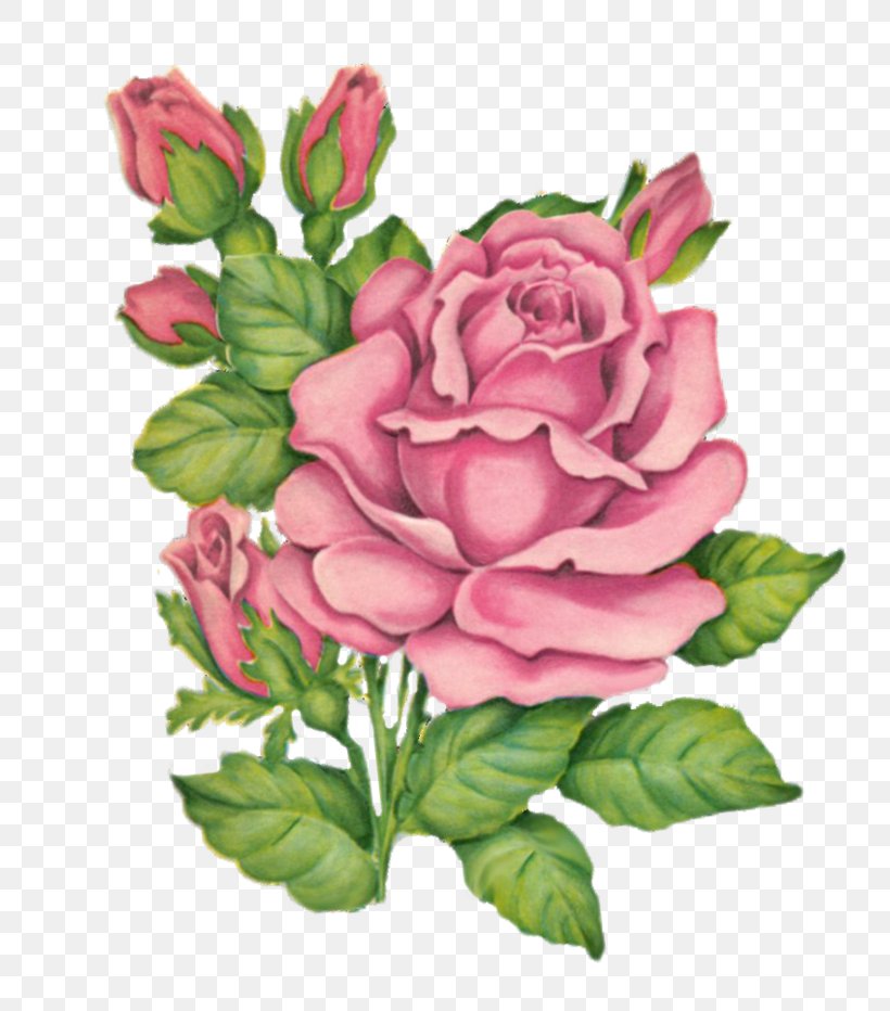 Garden Roses Floribunda Cut Flowers Image, PNG, 800x932px, Garden Roses, Artificial Flower, Botany, Bouquet, Cabbage Rose Download Free