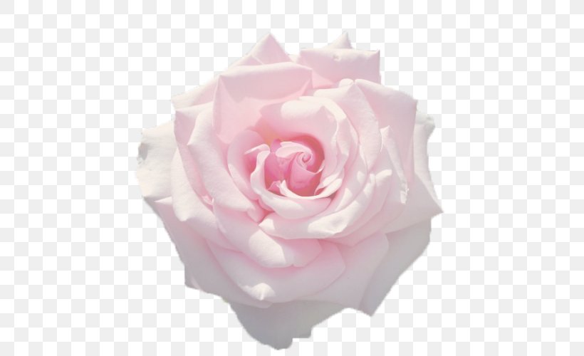 Garden Roses In The Presence Of Absence Drawing Book Cabbage Rose, PNG, 500x500px, Garden Roses, Blog, Book, Cabbage Rose, Cut Flowers Download Free