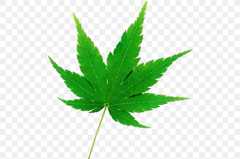 Japanese Maple Maple Leaf Shrub, PNG, 500x543px, Japanese Maple, Bonsai, Cannabis, Deciduous, Hemp Download Free