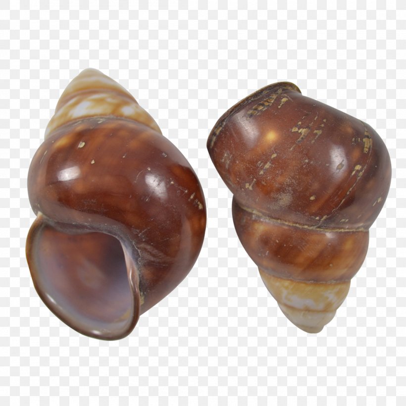 Land Snail Seashell Gastropod Shell Pond Snails, PNG, 1100x1100px, Land Snail, Craft, Fresh Water, Gastropod Shell, Lymnaeidae Download Free