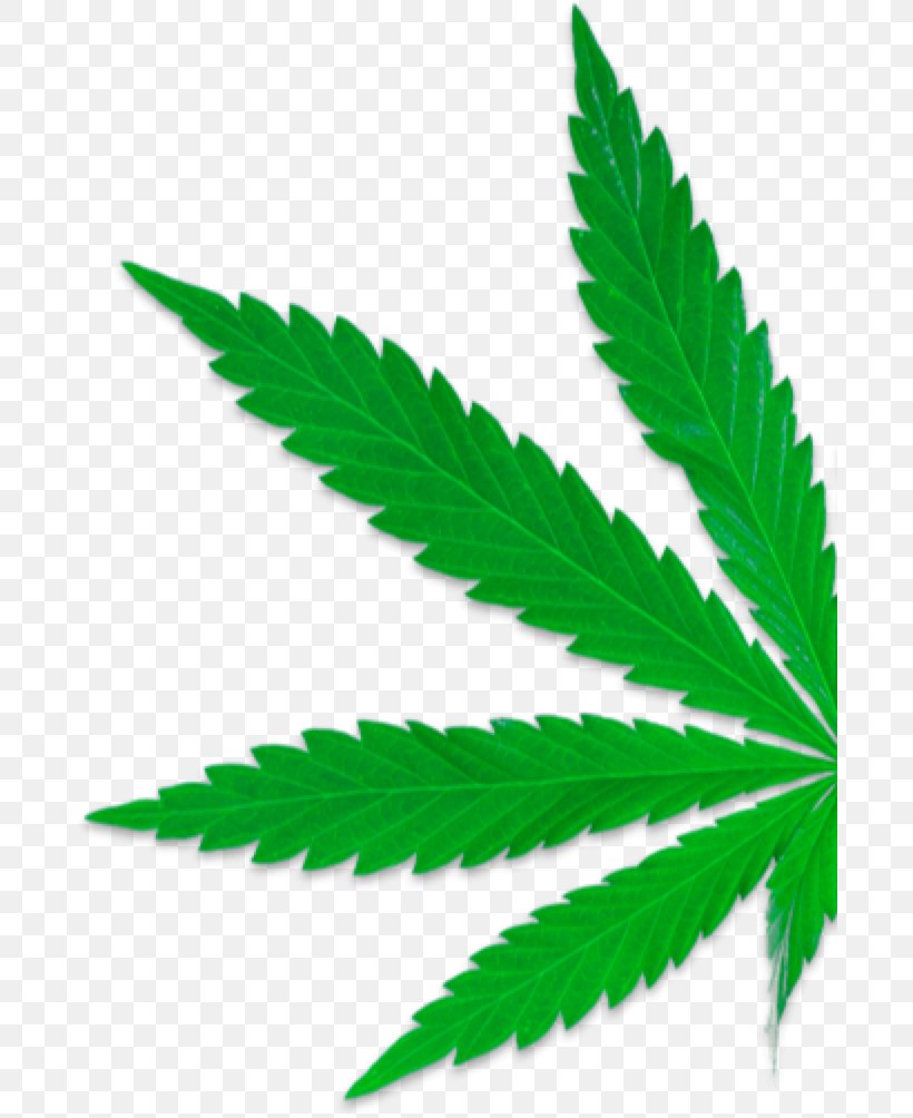 Medical Cannabis Legality Of Cannabis Legalization Cannabis Shop, PNG, 684x1004px, Cannabis, Cannabidiol, Cannabis Industry, Cannabis Shop, Dispensary Download Free
