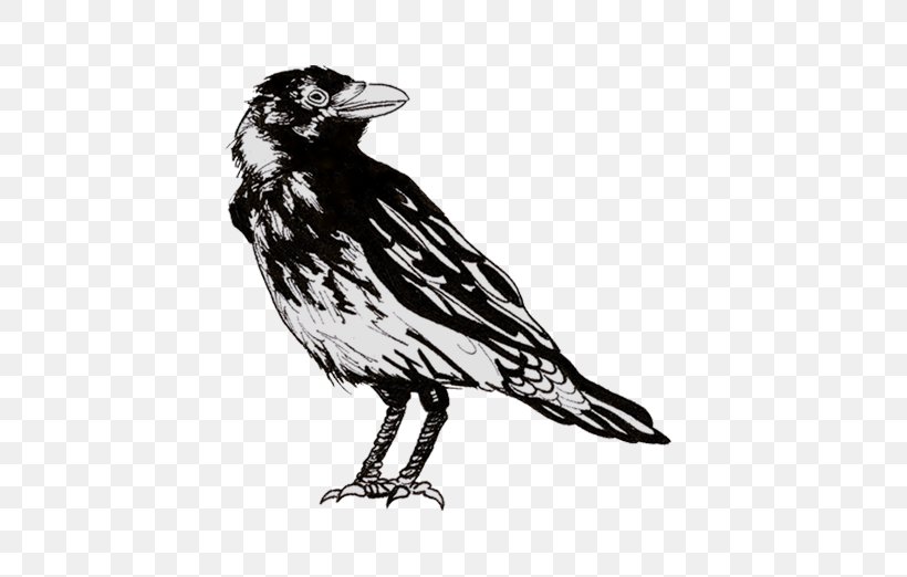 American Crow Drawing Clip Art Illustration Common Raven, PNG, 524x522px, American Crow, Art, Beak, Bird, Bobolink Download Free