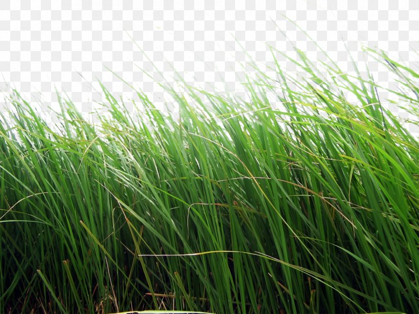 Clip Art, PNG, 1700x1275px, Editing, Alpha Compositing, Chrysopogon Zizanioides, Display Resolution, Grass Download Free