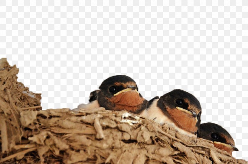 Edible Birds Nest Hirundininae, PNG, 1024x678px, Edible Birds Nest, Barn Swallow, Beak, Bird, Bird Nest Download Free