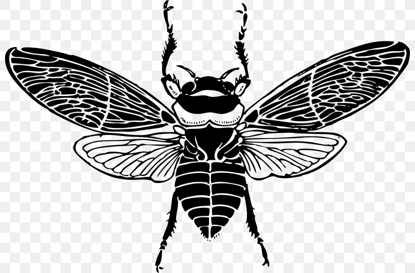 Honey Bee Clip Art, PNG, 800x540px, Bee, Arthropod, Beehive, Black And White, Butterfly Download Free