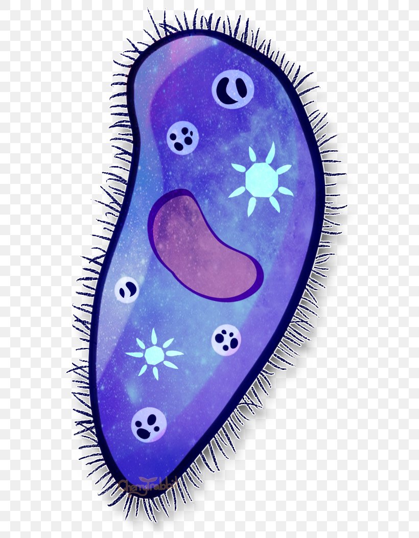 Paramecium Drawing Cell Painting Amoeba, PNG, 606x1053px, Paramecium, Amoeba, Animal, Art, Cartoon Download Free