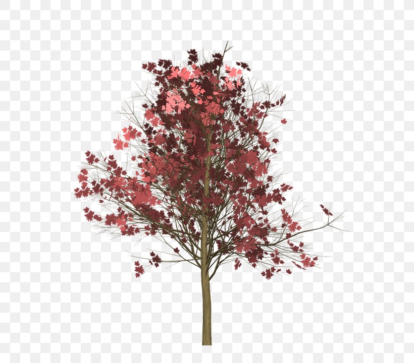 Red Maple Vector Graphics Image Photograph Clip Art, PNG, 720x720px, Red Maple, Blossom, Branch, Flowering Plant, Japanese Maple Download Free