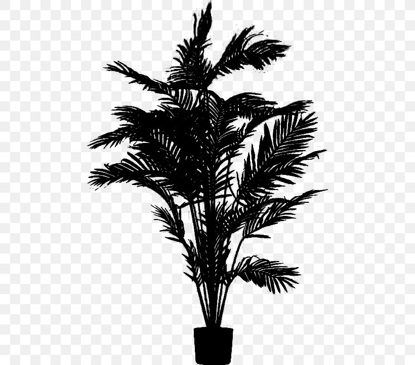 Asian Palmyra Palm Babassu Black & White, PNG, 720x720px, Asian Palmyra Palm, Arecales, Attalea, Babassu, Black White M Download Free