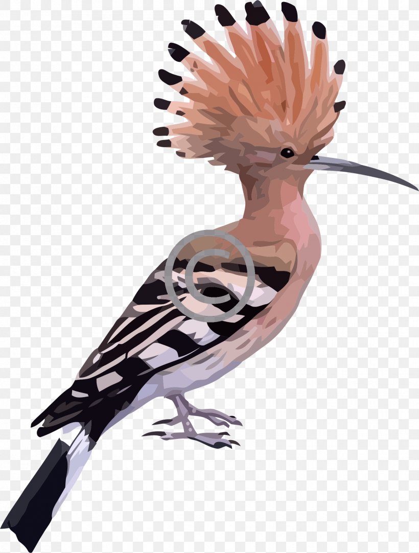 Bird Eurasian Hoopoe Cyclone Hudhud Clip Art, PNG, 1756x2318px, Bird, Beak, Crest, Cyclone Hudhud, Eurasian Hoopoe Download Free