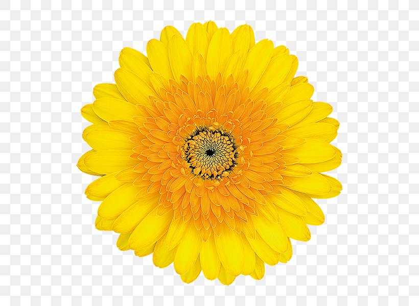 Common Sunflower Stock Photography, PNG, 600x600px, Common Sunflower, Calendula, Chrysanths, Cut Flowers, Daisy Family Download Free