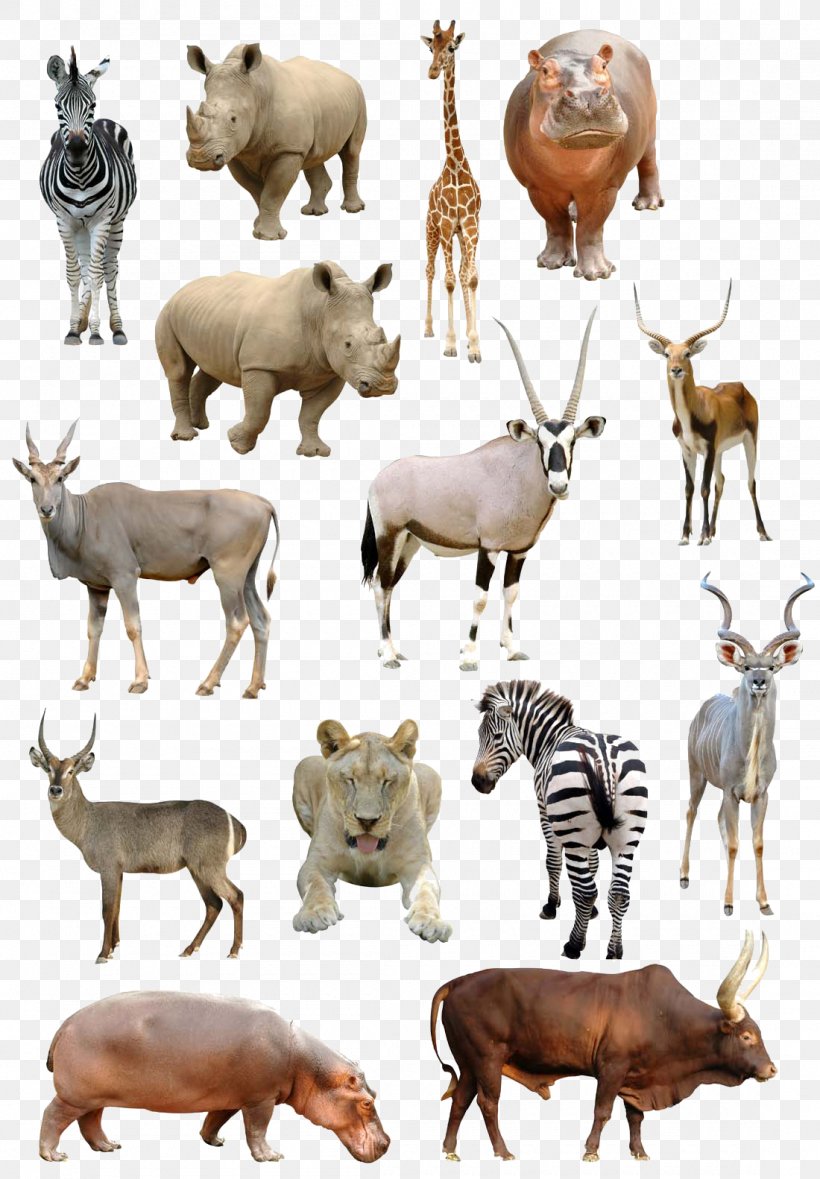 Giraffe Antelope Common Eland Gemsbok Stock Photography, PNG, 1100x1582px, Africa, Animal, Cattle Like Mammal, Common Eland, Fauna Download Free