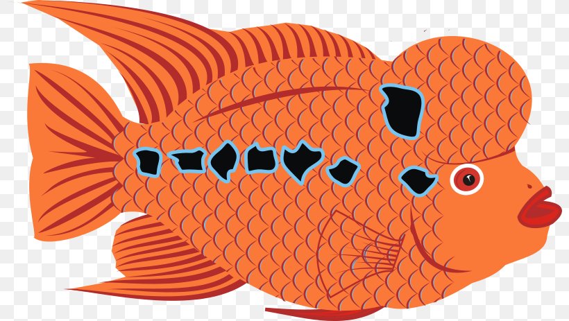 Goldfish Bony Fishes Flower Horn Clip Art, PNG, 800x463px, Goldfish, Art, Auratus, Bony Fishes, Cichlid Download Free