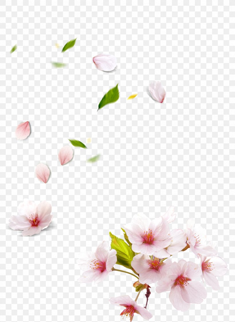 Petal Peach, PNG, 1258x1724px, Petal, Advertising, Blossom, Branch, Cherry Blossom Download Free