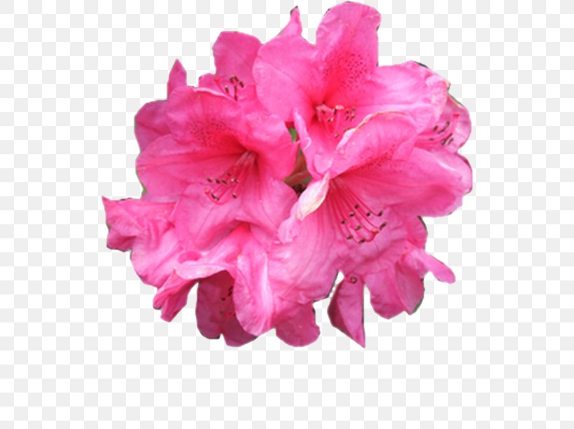 Pink Flowers Garden Roses Pink Flowers, PNG, 533x612px, Pink, Azalea, Blume, Ericales, Flower Download Free